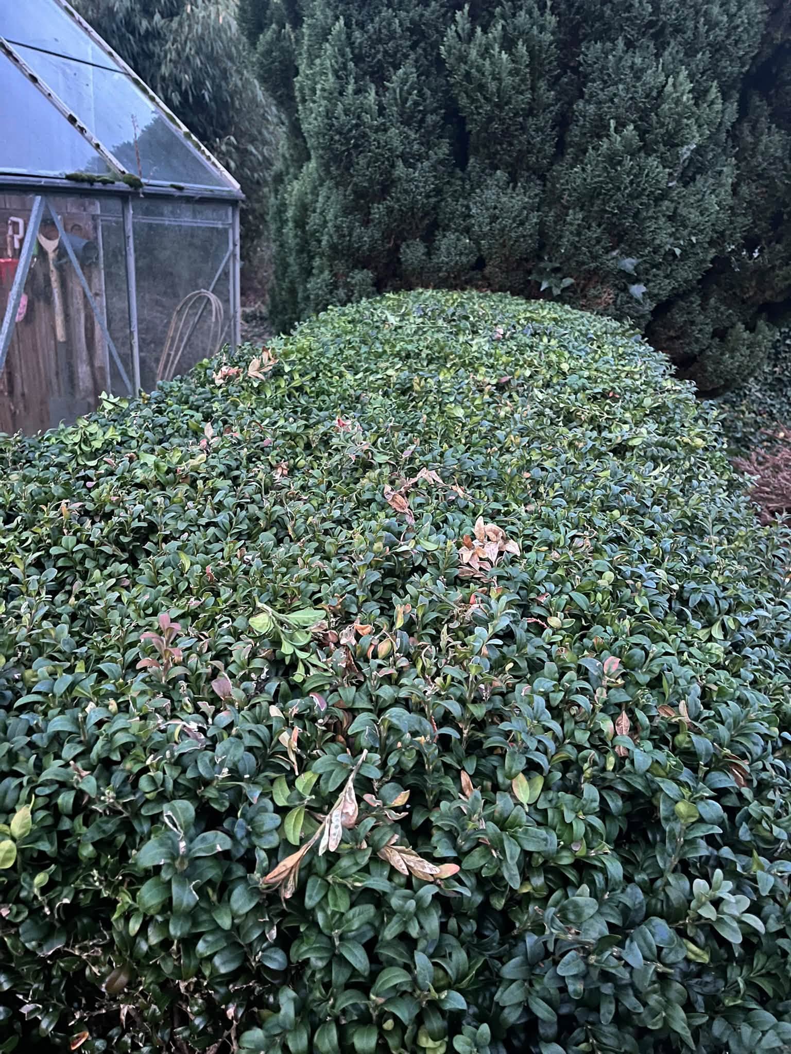 Garden lawn care